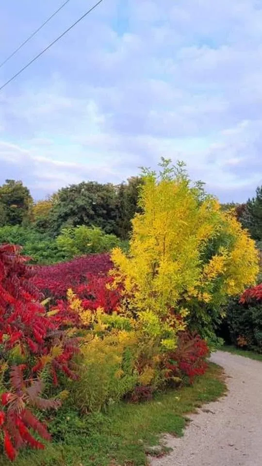 Brilliant red sumac and a golden tree beside a gravel trail in autumn.