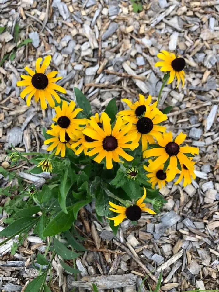 A clump of golden black-eyed Susans in full bloom over a mulched garden path.