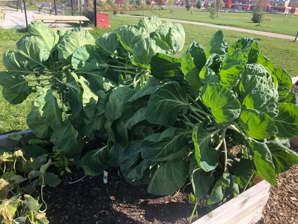Big leafy brassicas filling a raised bed, the park and trees behind.